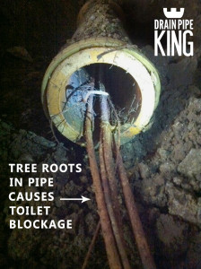 Tree roots can cause toilets to become blocked. They get in to the pipes thorugh aloose crack or joint and thrive on the nutrients in the moist pipes and ground.